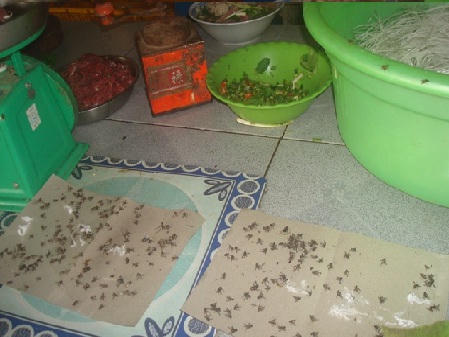 Bị ruồi "tấn công", người dân Chợ Gạo (Tiền Giang) khốn đốn